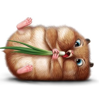 ZL Сообщество Луководов