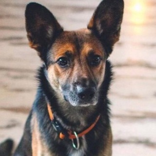 Беседка Фрицa