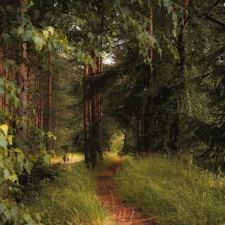 ✨𝑀𝑦𝑠𝑡𝑒𝑟𝑖𝑜𝑢𝑠 𝑓𝑜𝑟𝑒𝑠𝑡🌿