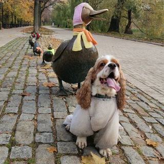 Хамовники - полезный чатик