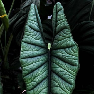 Джунглевый чат