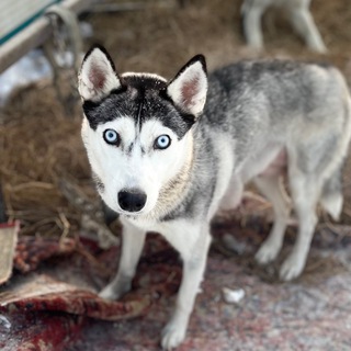 БФ ‘’Помоги выжить’’