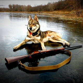 Чат Охота в России | СНГ