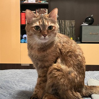 Котячий Иннополис 🐈