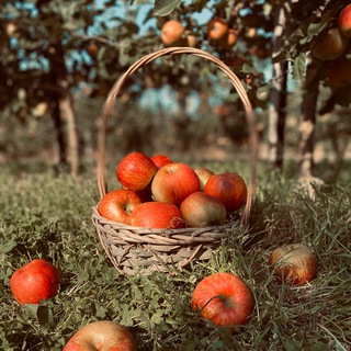 Садоводство 👩‍🌾 интенсивное и приусадебное