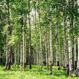 ЖК Измайловский лес