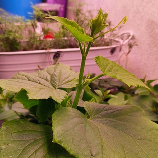 Чат_Настроение_Катенька