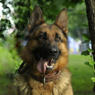 Кинолог Чат