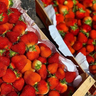 Фрукты 🍉 овощи 🌶 РА | @klubnika.zt