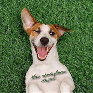 Мех продлевает жизнь! 😅