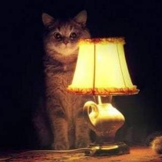 🐈 Кошачий уголок