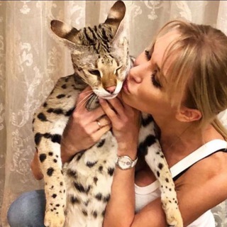 АЛЛА НЕЧАЕНКО 😻 life cats❤all'amour cattery