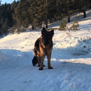 🌿•Teen & Pets•🌿