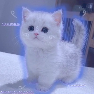 (!)𝓐𝓵𝓶𝓸𝓷𝓭_𝓶𝓲𝓵𝓴🩵♡ бисер / бисероплетение ♡