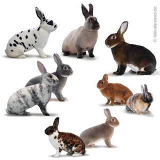 ⚜️ REKS CLUB⚜️