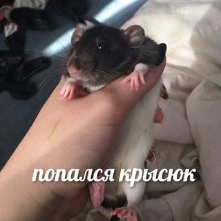 Крисяться🐭