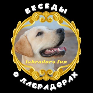Беседы о Лабрадорах 🦮