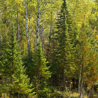 Наро-Фоминское лесничество