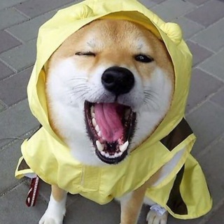 Лингвошуткач