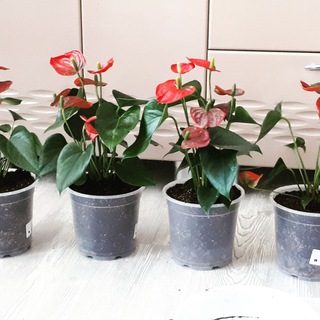 Lionwill_garden: опыт, обмен, продажа комнатных растений 6+