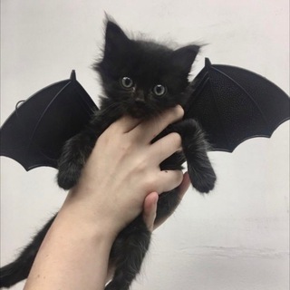 Чатик от madi3uwu