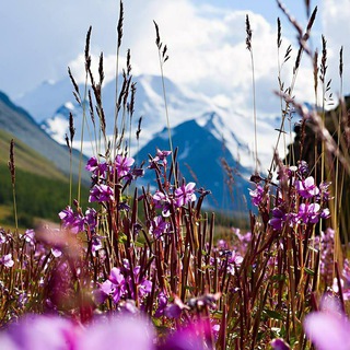 🌸Сила Сибири, здоровье с SW
