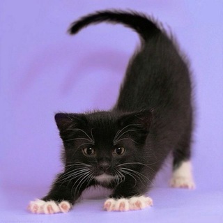 Meow meow🐈 #StayAtHome