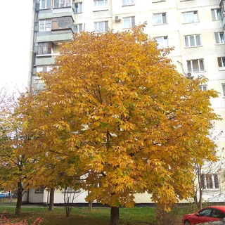 ЖК Отрада РЕКЛАМА МвЛ, Аристово, Сабурово Мир Митино, Митинский лес, Отрада лесная, Пятницкие кварталы, Митино Парк, Ангелово, Э