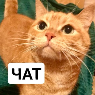 Счастье за кадром/пристрой и помощь животным «чат»