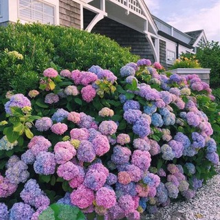 Продажа растений и животных. 🌴🌳🐈‍⬛🐈🦜🌵🍀🌿🌱