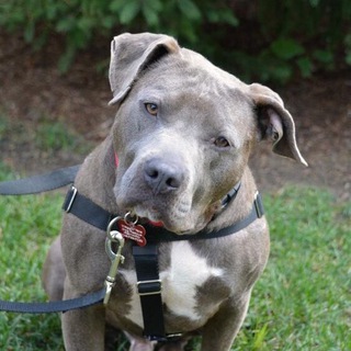 ЖК «Новая Рига» Благоустройство и выгул домашних животных