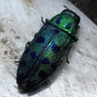 Защита декорат. растений🌲🌳🌴🐛