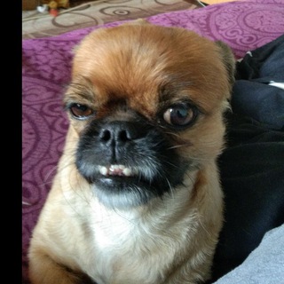 Пиар доусерачки