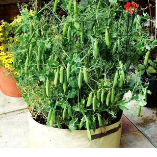 Огород в мешках и бочках