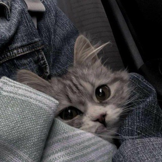 𝚃𝚒𝚝𝚕𝚎 🤍 ( заработок на отзывах) Отзывы на заказ