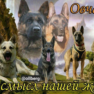 𝕾𝖍𝖊𝖕𝖍𝖊𝖗𝖉 𝖉𝖔𝖌𝖘 𝖔𝖋 𝖆𝖑𝖑 𝖘𝖙𝖗𝖎𝖕𝖊𝖘 𝖆𝖗𝖊 𝖔𝖚𝖗 𝖎𝖓𝖓𝖊𝖗 𝖜𝖔𝖗𝖑𝖉!!!