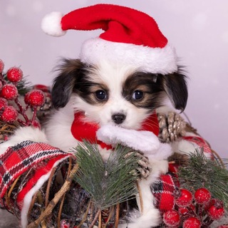 Папийоны - это счастье 🦋