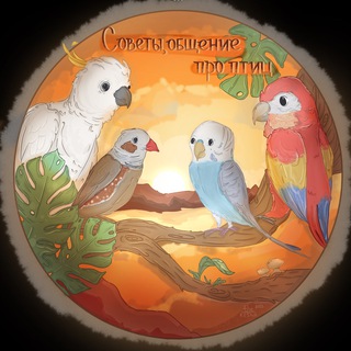 Советы, общение про птиц 🕊