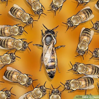 Пчеловоды Всея Руси | ЧАТ