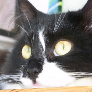 Помощь животным Ростов-на-Дону