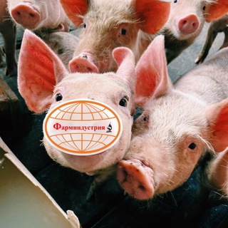 Чат НПК Фарминдустрия (свиноводство)