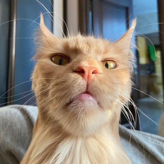 пиар чат / ролки / рдно