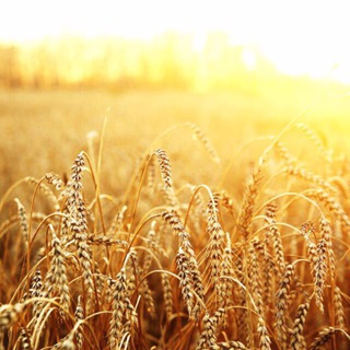 Поле (место и время)