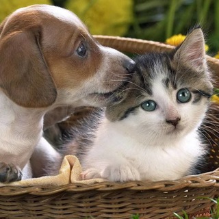 Наши питомцы Троицк, ТиНАО