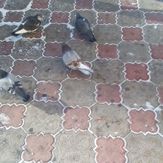 ᴘɪᴀʀ ᴄʜᴀᴛ|queenhurs