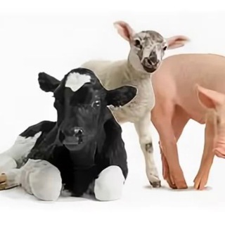 СХ ЖИВОТНЫЕ И КОРМА