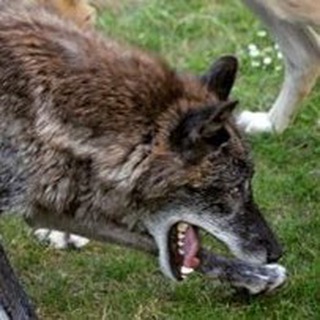 psarn9 Дискуссии