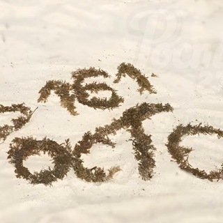 TRIBALL⛧𝐒𝐇𝐎𝐏🕹