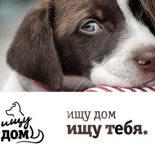 Пушистые детки Тюменская область