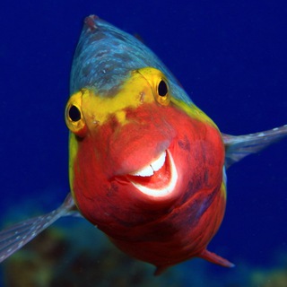 Камонов-чат